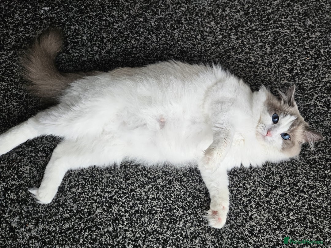 Mixed Breed cats for sale: Ragdoll x kittens - Advert 7