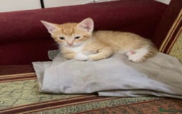American Shorthair cats for sale: Adorable kittens for adoption - Image 2