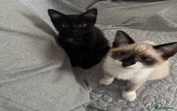 Mixed Breed cats for sale: Ragdoll X & Black kittens for sale.  - Image 11