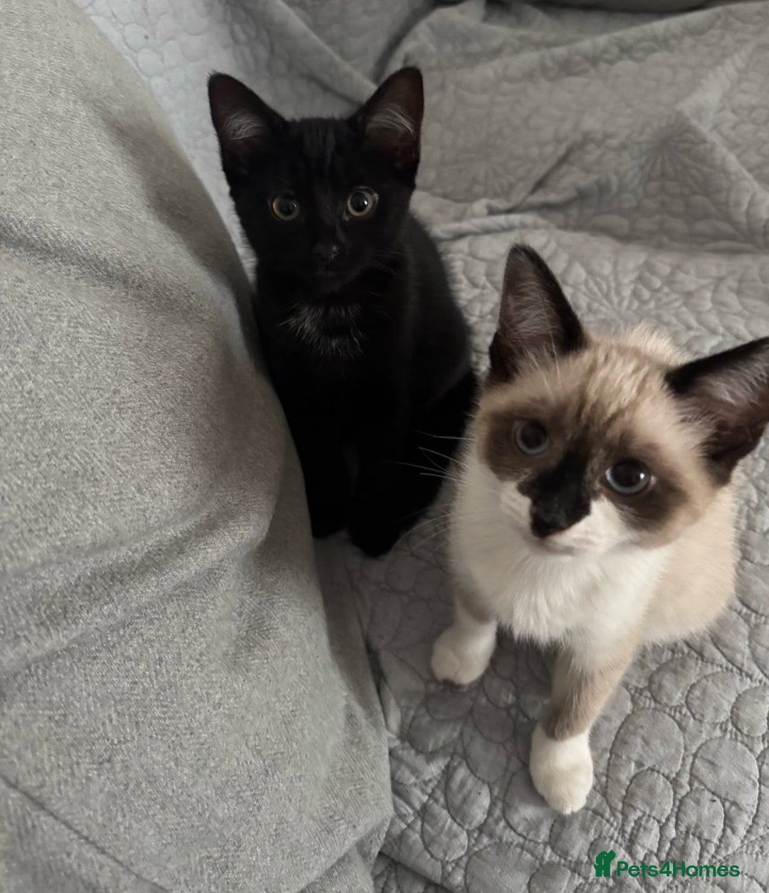 Mixed Breed cats for sale: Ragdoll X & Black kittens for sale.  - Image 11
