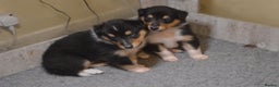 Rough Collie dogs for sale: Rough Collie Puppies - Advert 15