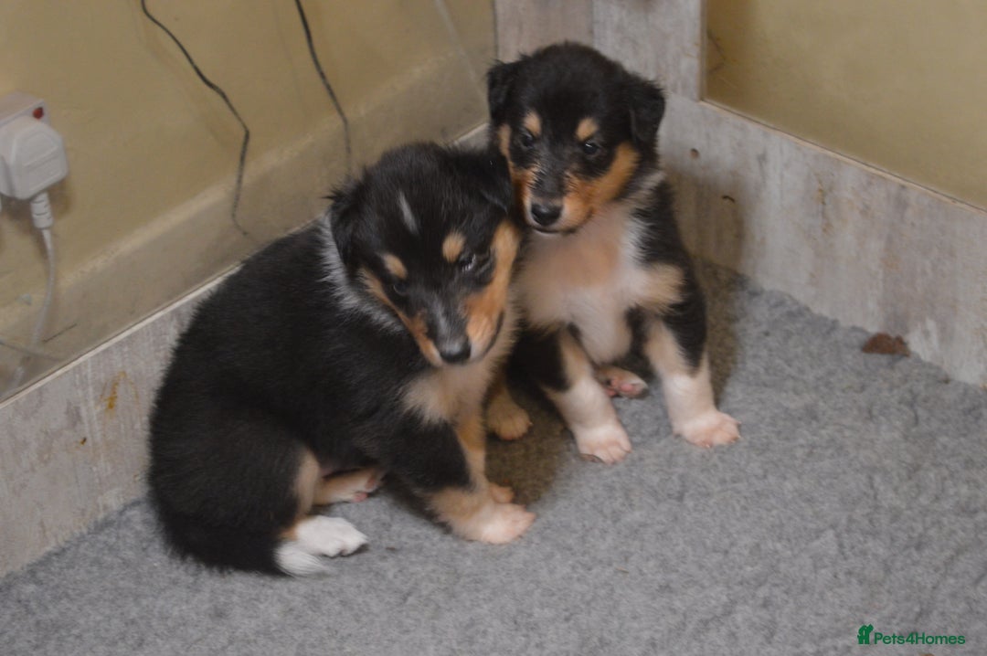 Rough Collie dogs for sale: Rough Collie Puppies - Advert 15