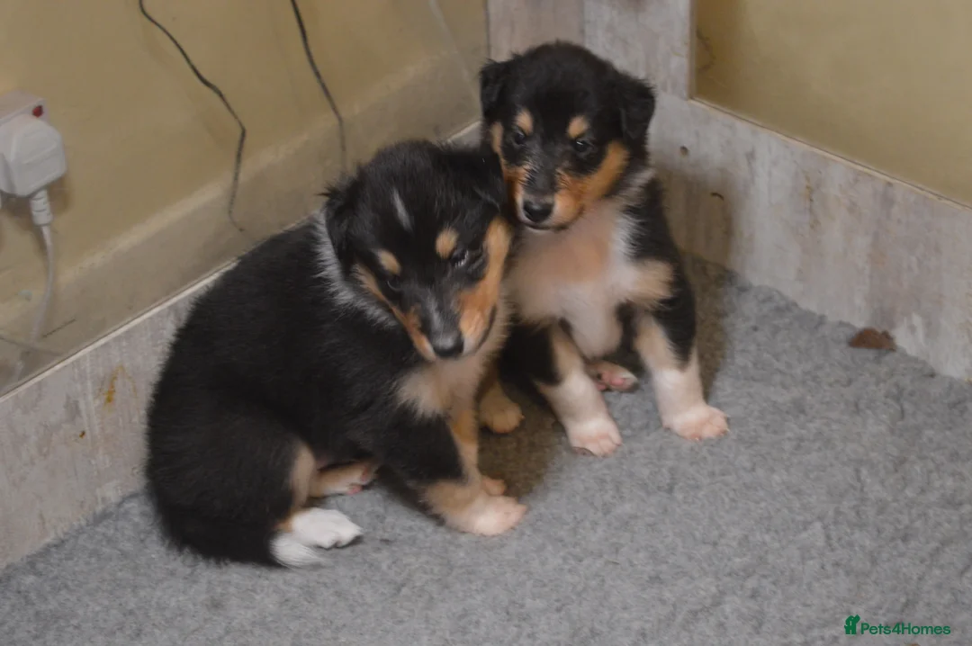 Rough Collie dogs for sale: Tricolour Males DNA clear non carriers 0% related  - Advert 7