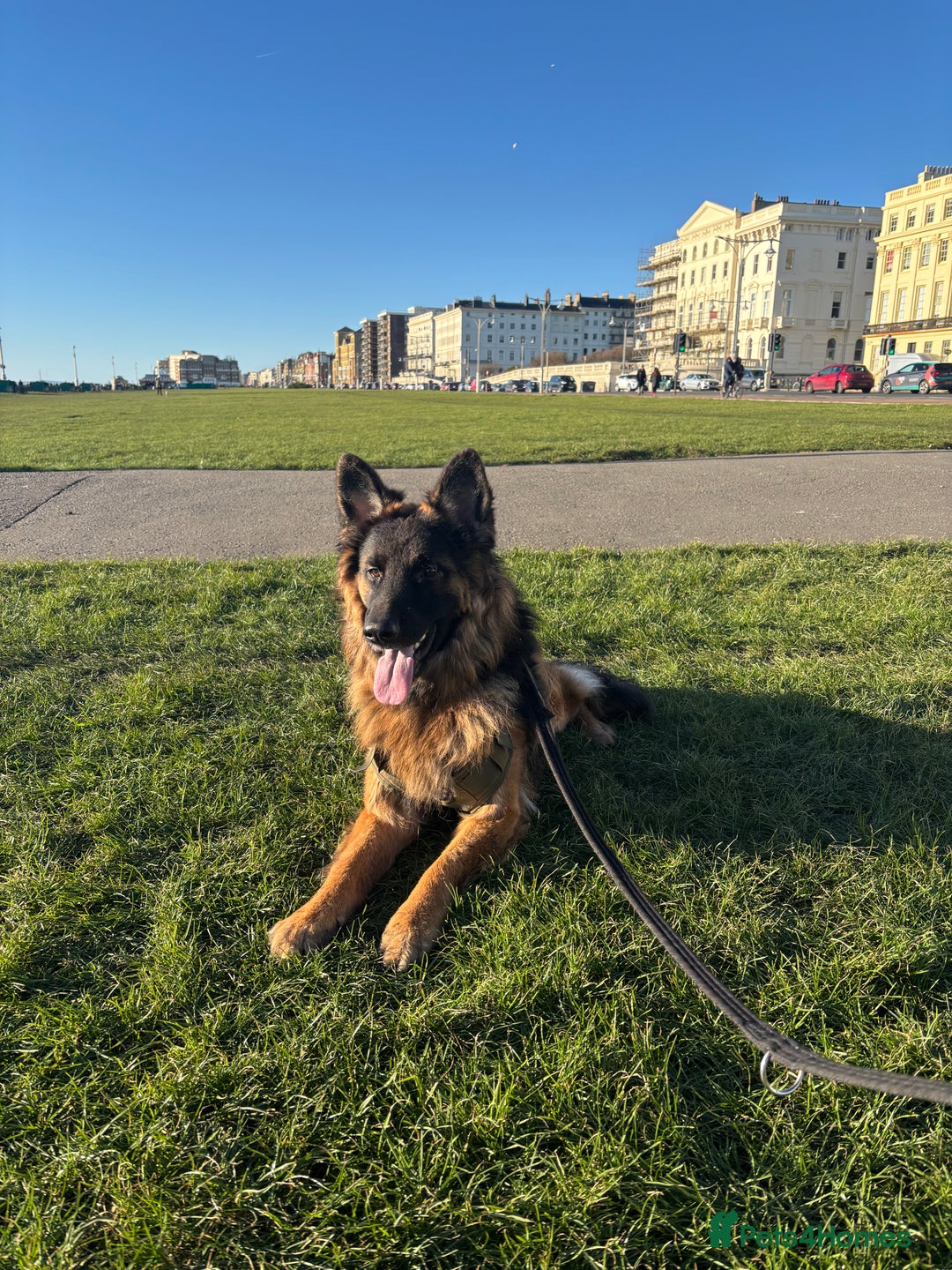 German Shepherd dogs for sale: ASAP Rehoming Male One-Year old German Shepherd - Advert 9