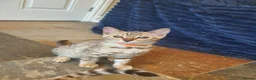 Bengal cats for sale: 🐆💕Very Beautiful Tica Registered Bengal Kittens. - Advert 32