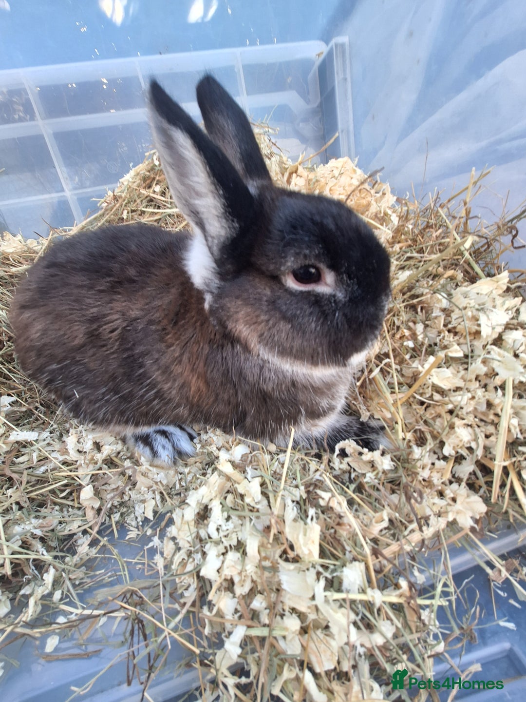 Netherland Dwarf rabbits for sale: 4 Netherland dwarf buck rabbits for sale £40 each  - Advert 9