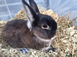 Netherland Dwarf rabbits 4 Netherland dwarf buck rabbits for sale £40 each - Advert 12
