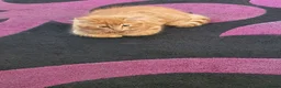 Mixed Breed cats for sale: Adorable Ginger Male Kitten in Bolton - Advert 3