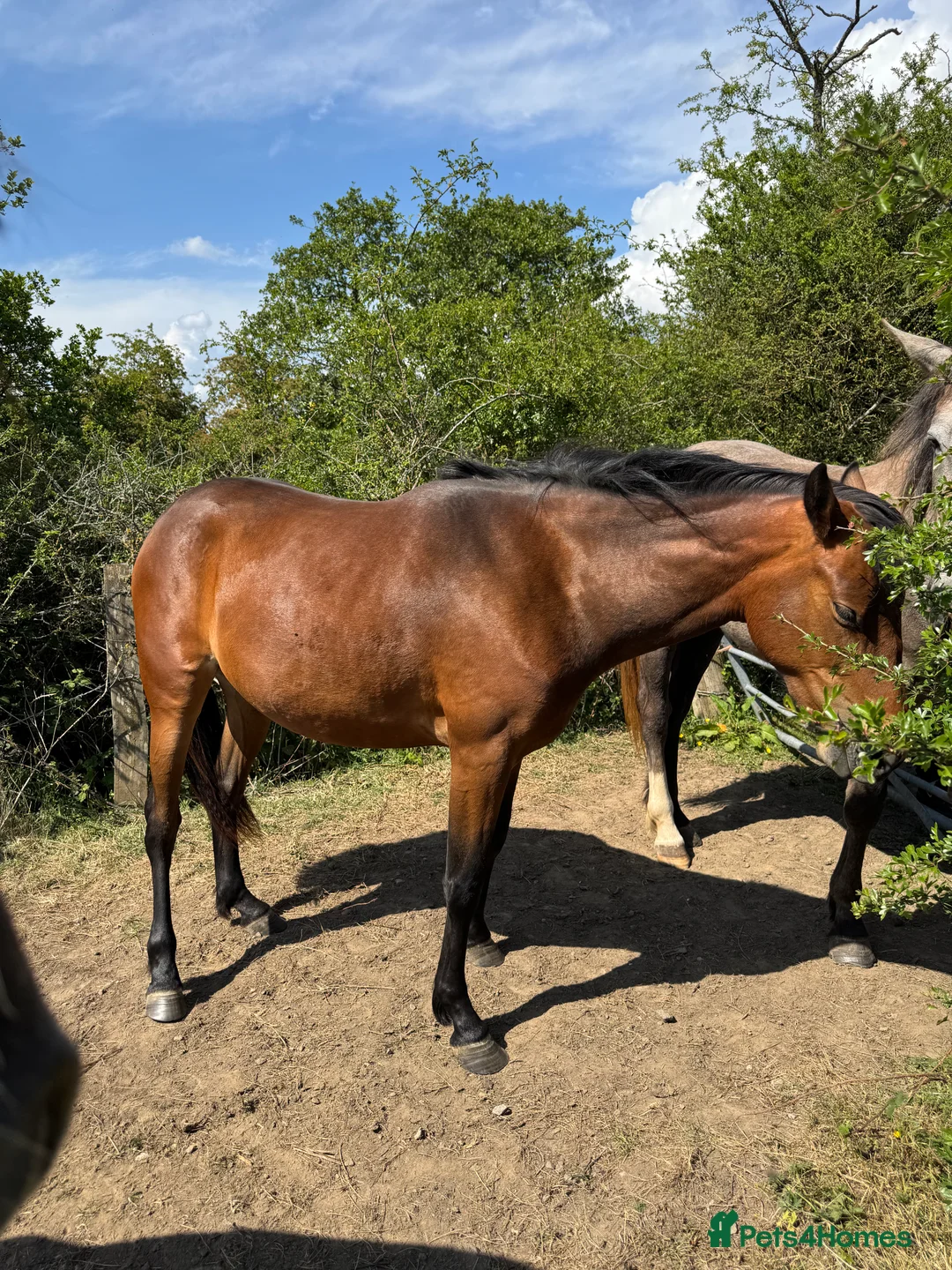 Connemara horses for sale: Gorgeous filly  - Advert 3