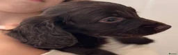 Cocker Spaniel dogs for sale: 🐾READY TO GO 2 COCKER SPANIEL BOYS 🐾 - Advert 8