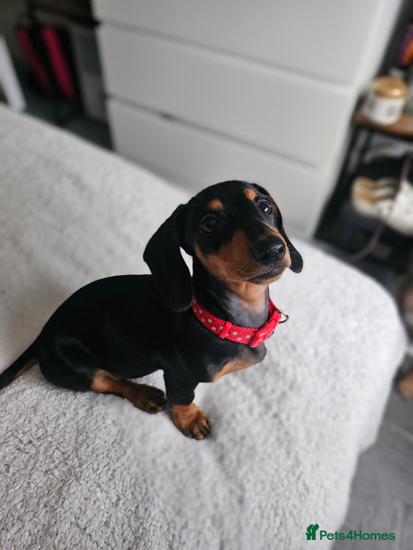Dachshund dogs Minature dachshund £400 - Advert 1
