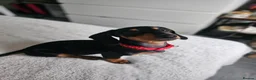 Dachshund dogs for sale: Minature dachshund £400 in Hailsham - Advert 1