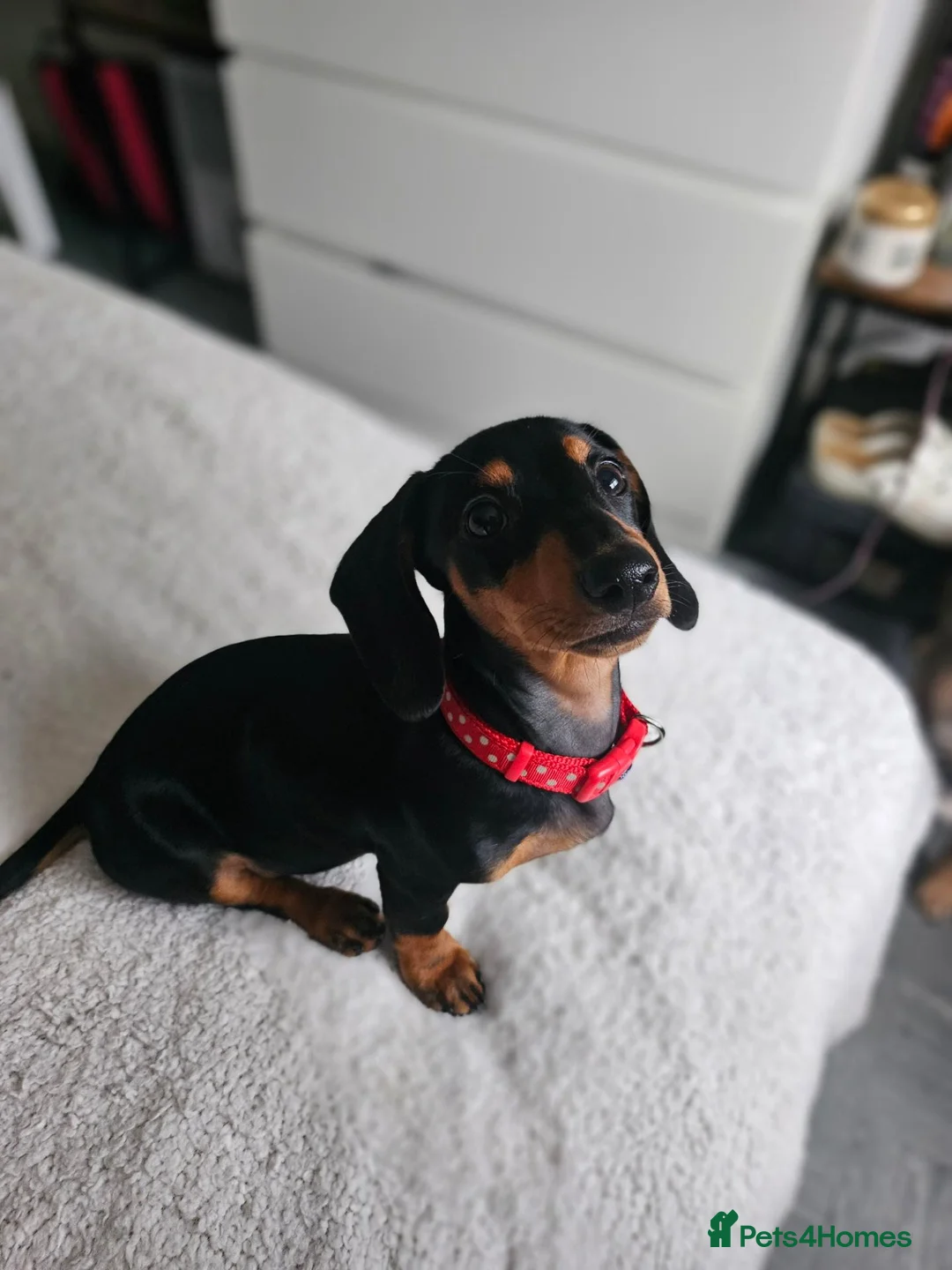 Dachshund dogs for sale: Minature dachshund £400 in Hailsham - Advert 1