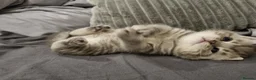 British Shorthair cats for sale: Stunning British Shorthair Kittens  - Advert 10