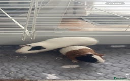 Guinea Pig rodents for sale: Two boy Guinea Pigs in need of a home - Image 1