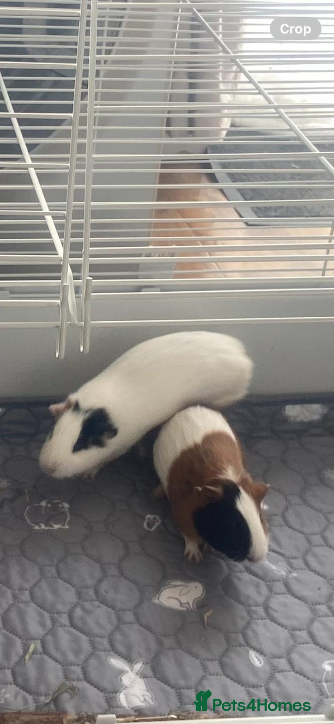 Guinea Pig rodents for sale: Two boy Guinea Pigs in need of a home - Image 1