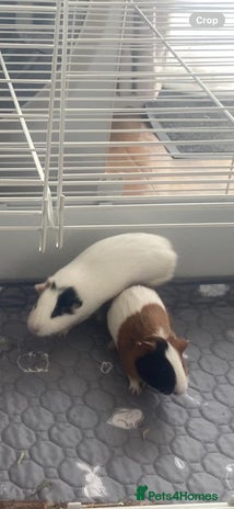 Guinea Pig rodents - Advert 1