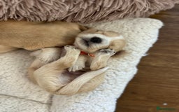 Cocker Spaniel dogs for sale: Working Cocker Spaniel Puppies  - Image 12