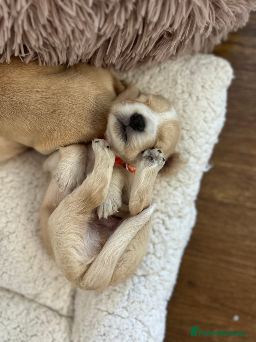 Cocker Spaniel dogs for sale: Working Cocker Spaniel Puppies  - Image 12