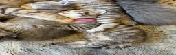 British Shorthair cats for sale: British Shorthair kittens for sale  - Advert 8