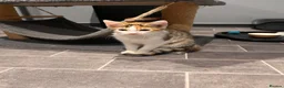 Mixed Breed cats for sale: Ginger male and calico female - Advert 10