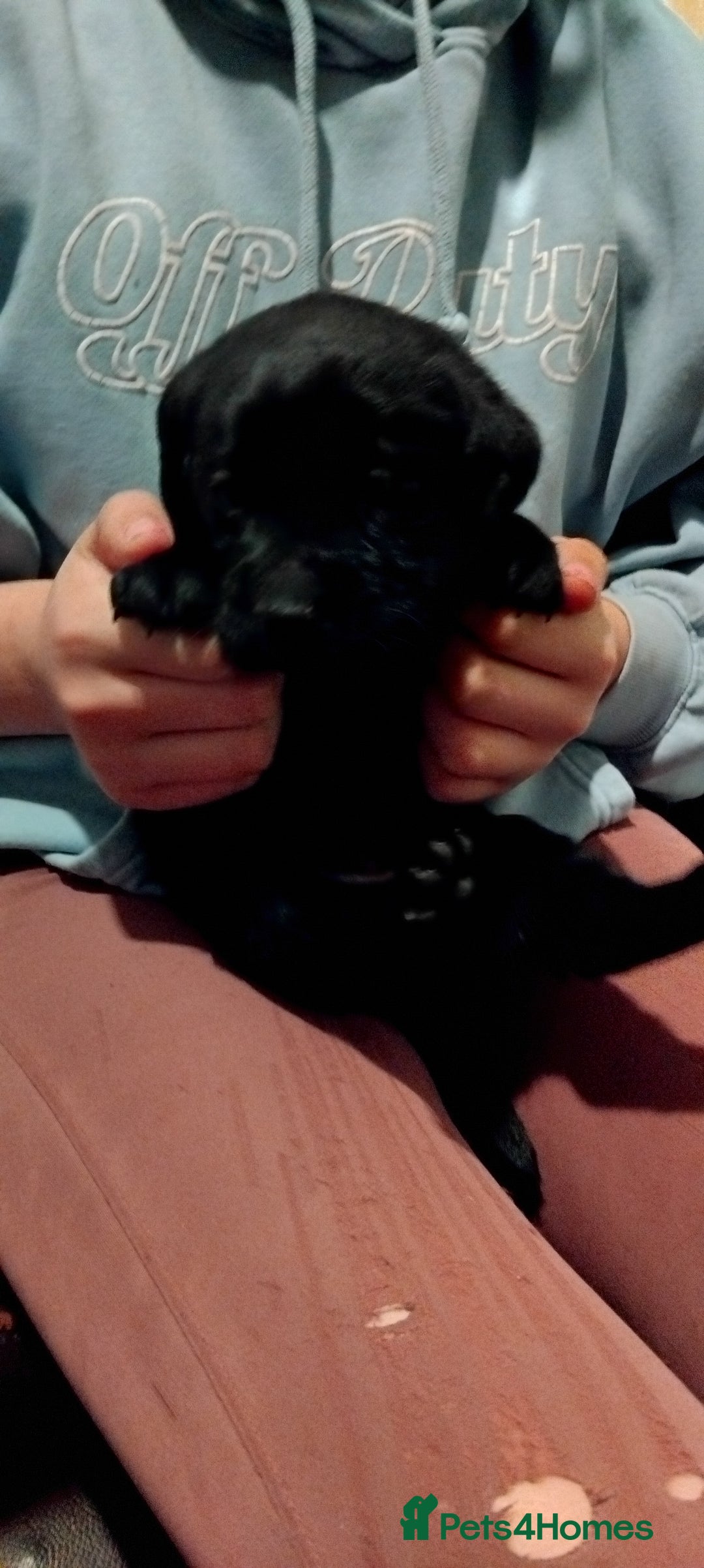 Labrador Retriever dogs for sale: Gorgeous KC registered Labrador puppies  - Advert 7