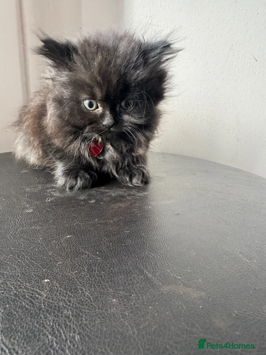 Persian cats for sale: 3 lovely kittens  - Advert 2