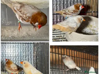 Mixed Breed birds Zebra and Bengal finches . - Advert 9