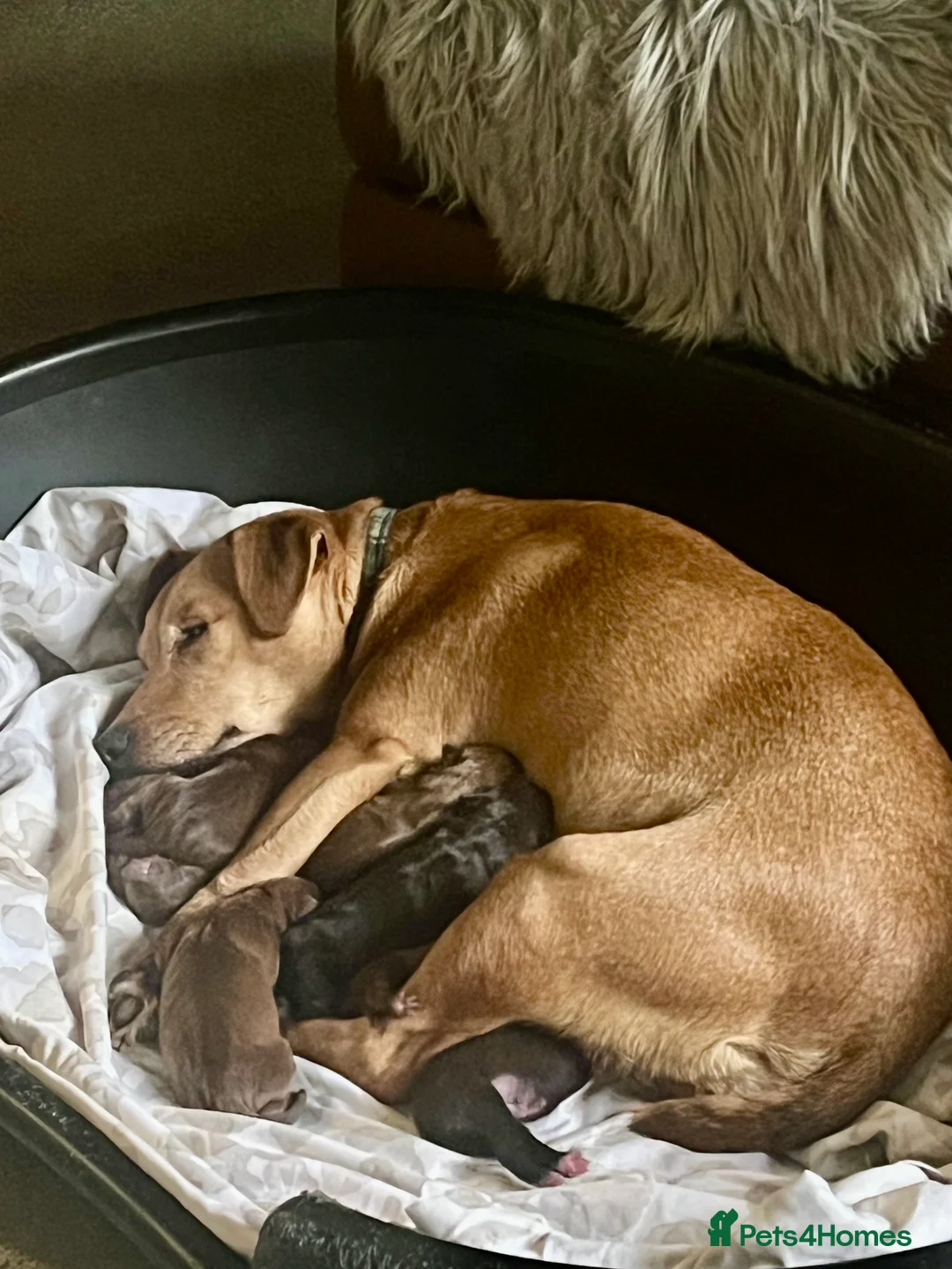Patterdale Terrier dogs for sale: Beautiful chocolate docked Patterdale pups - Advert 11
