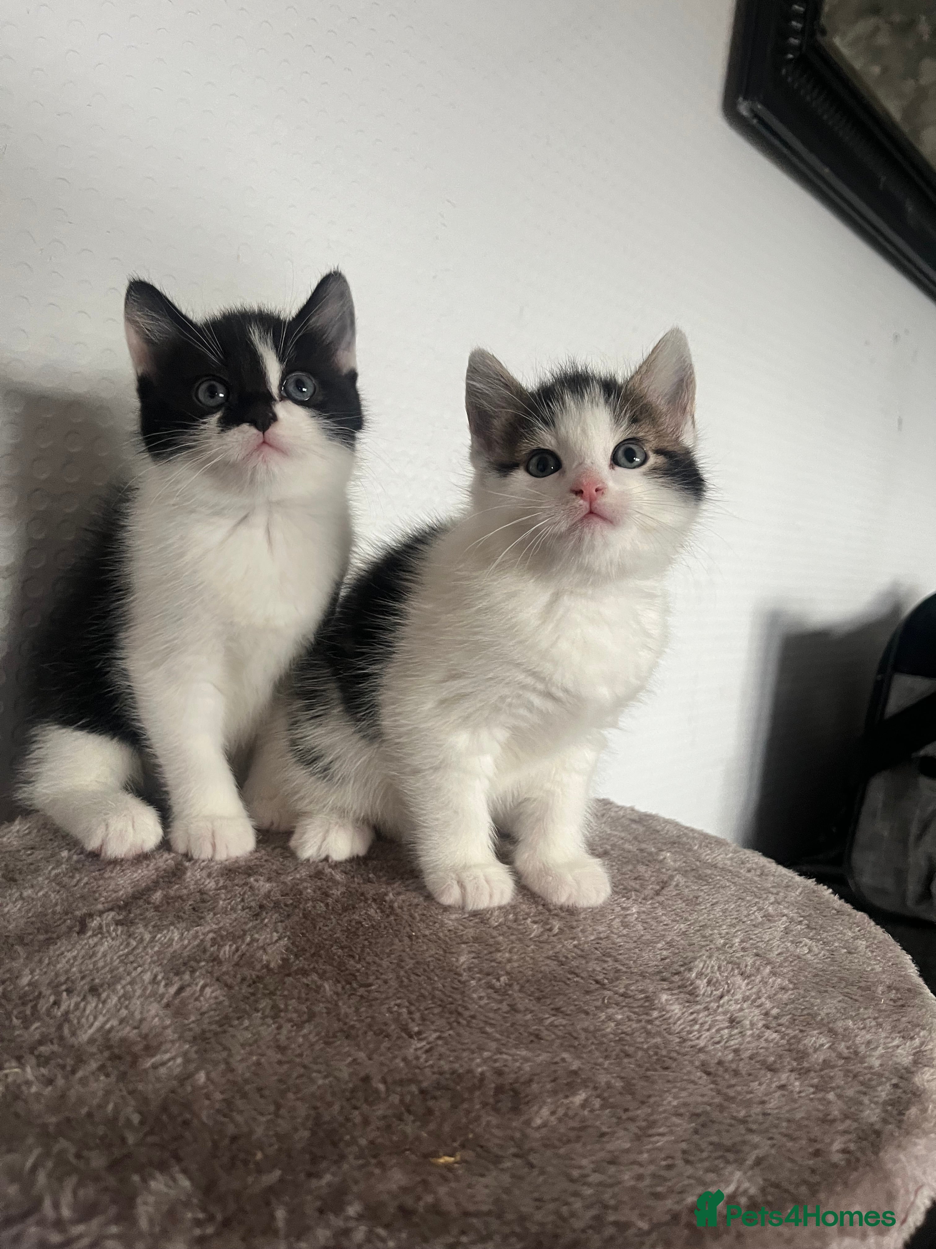 Mixed Breed cats Kittens ready to leave  - Advert 6