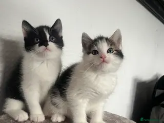 Mixed Breed cats Kittens ready to leave - Advert 6