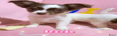 Bob