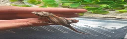Gecko reptiles for sale: Mix gargle gecko babies  in Wigan - Advert 8