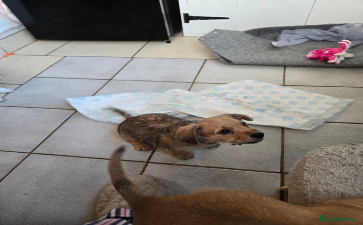 Mixed Breed dogs One little boy left - Advert 15