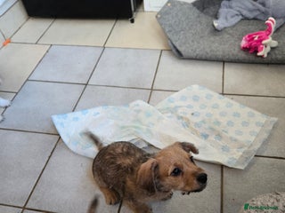 Mixed Breed dogs One little boy left - Advert 1