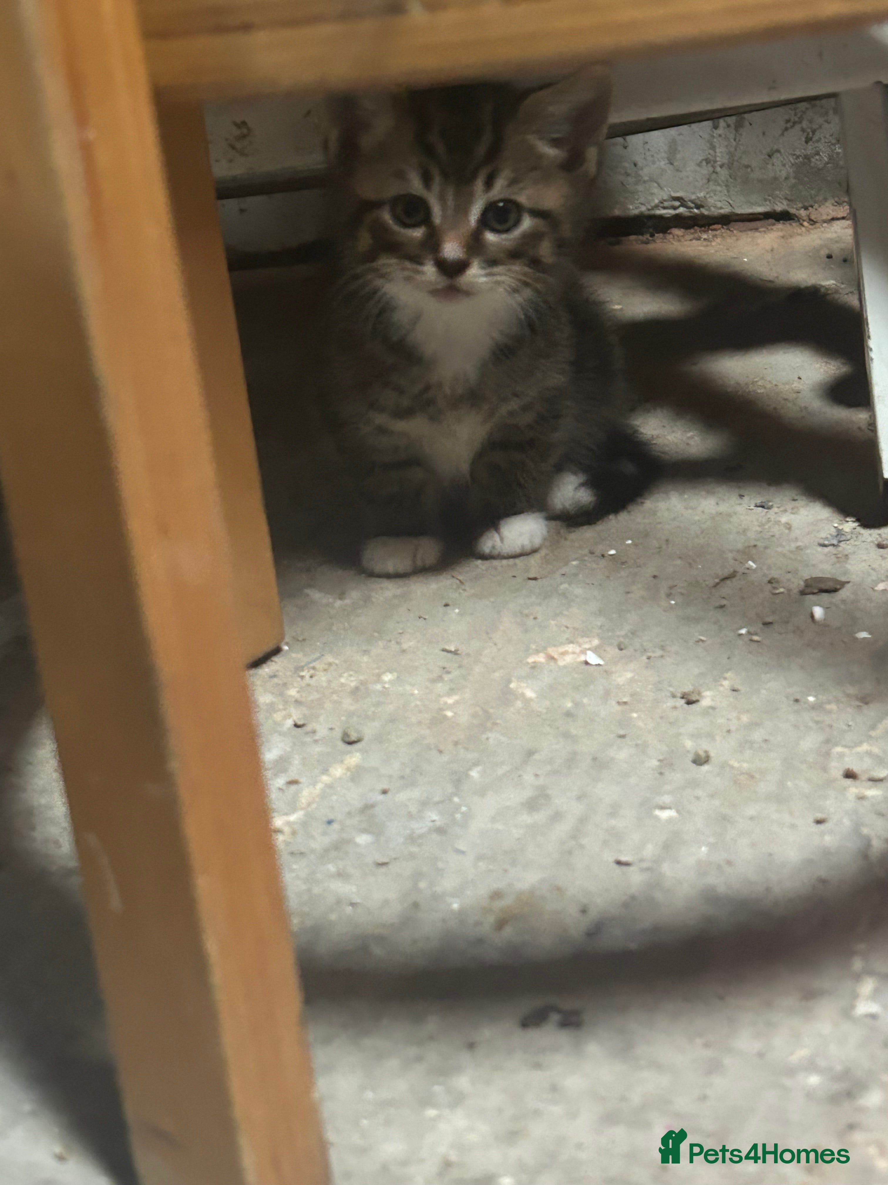 Domestic Shorthair cats kittens for sale - Advert 12