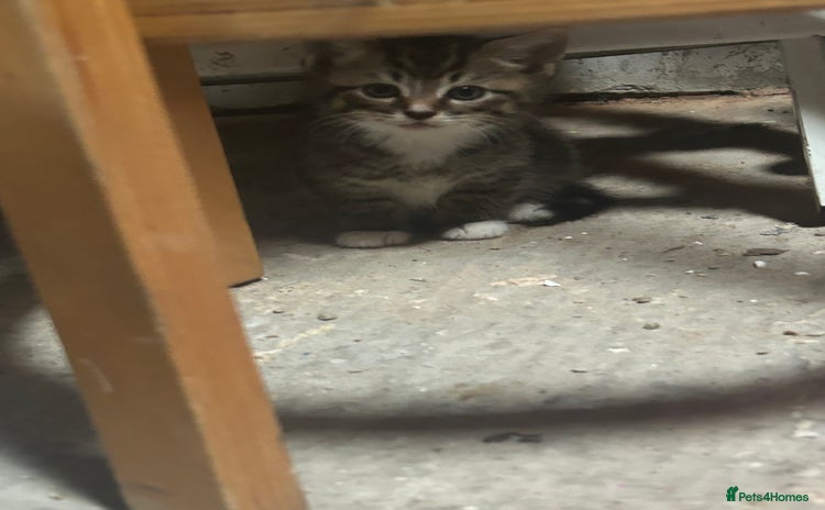 Domestic Shorthair cats - Advert 18