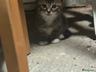 Domestic Shorthair cats kittens for sale - Advert 16
