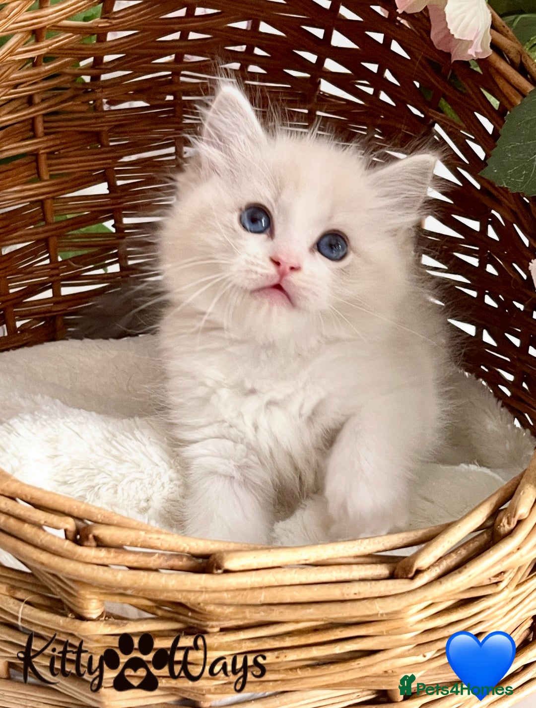 Ragdoll cats for sale: 🐾🩷*TICA REG* LYNX TABBY EU RAGDOLL KITTENS🩵🐾 - Image 14