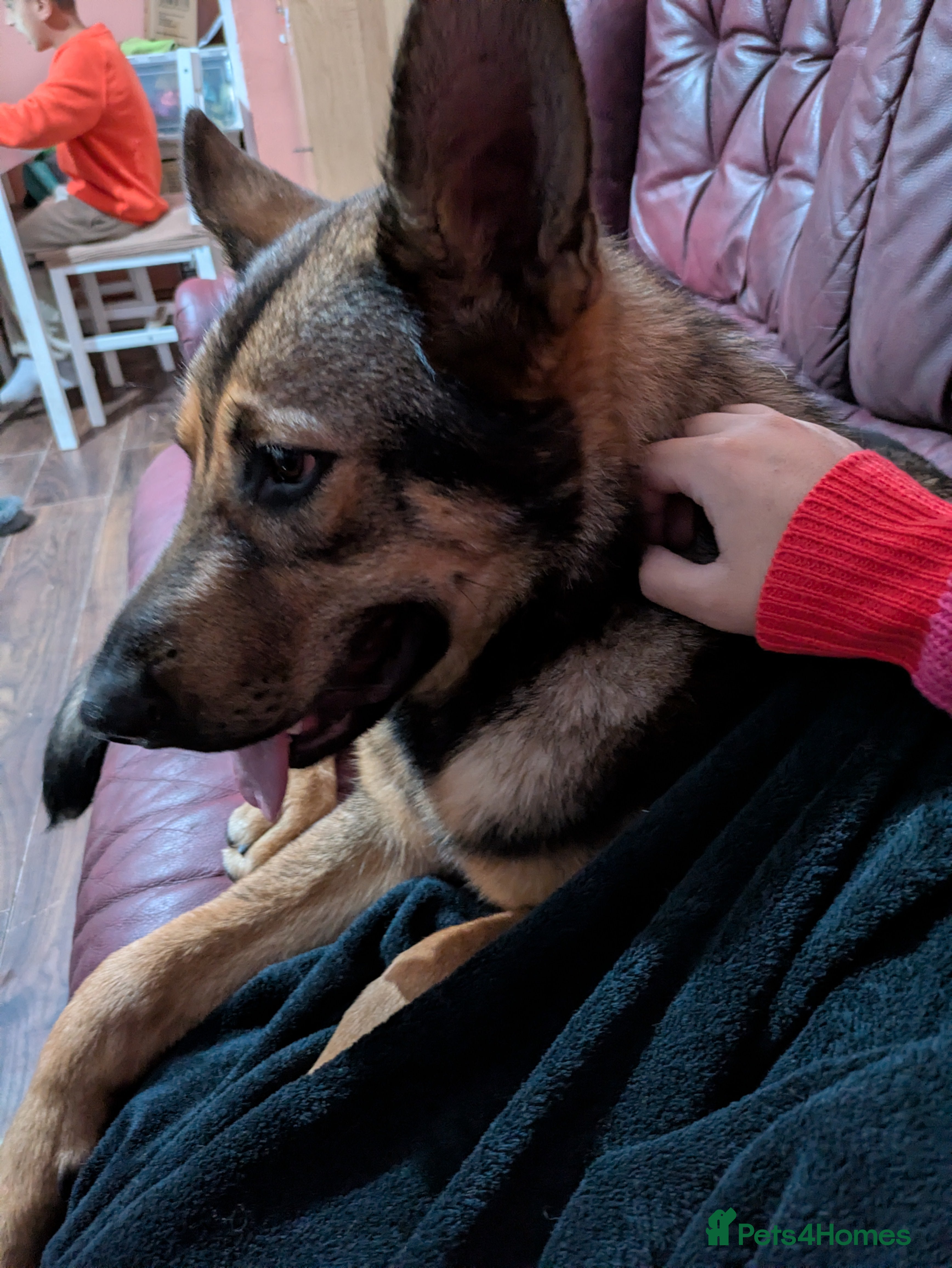 German Shepherd dogs 10 month old GSD Male and Female puppy available - Advert 1