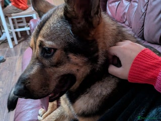 German Shepherd dogs 10 month old GSD Male and Female puppy available - Advert 2