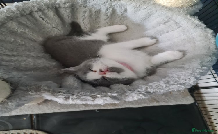 British Shorthair cats - Advert 10