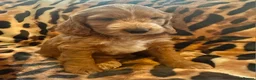 Australian Labradoodle dogs for sale: Australian Labradoodle-Medium-sized  - Advert 21