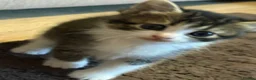 Mixed Breed cats for sale: 4 Beautiful kittens for sale  - Advert 1