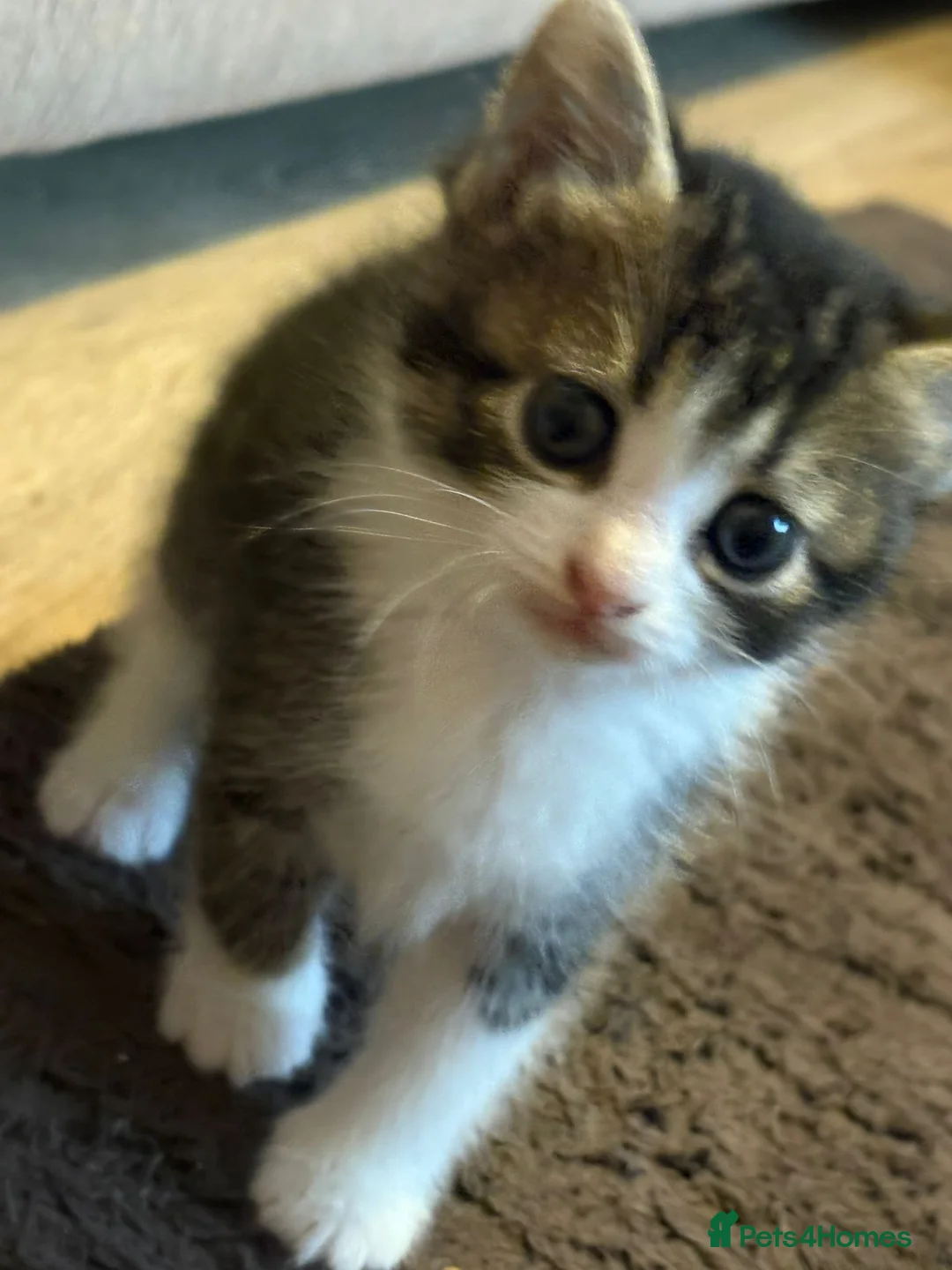 Mixed Breed cats for sale: 4 Beautiful kittens for sale  - Advert 1