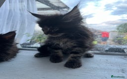 Maine Coon cats for sale: Gorgeous Black & Black Smoke kittens TICA parents - Image 16