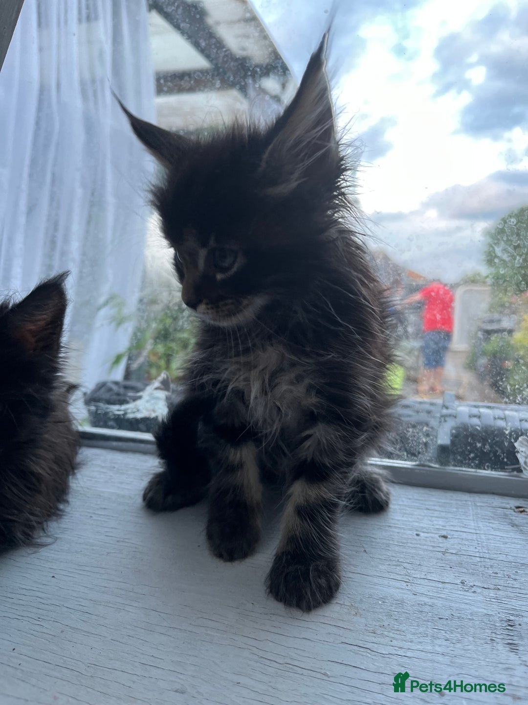 Maine Coon cats for sale: Gorgeous Black & Black Smoke kittens TICA parents - Image 16
