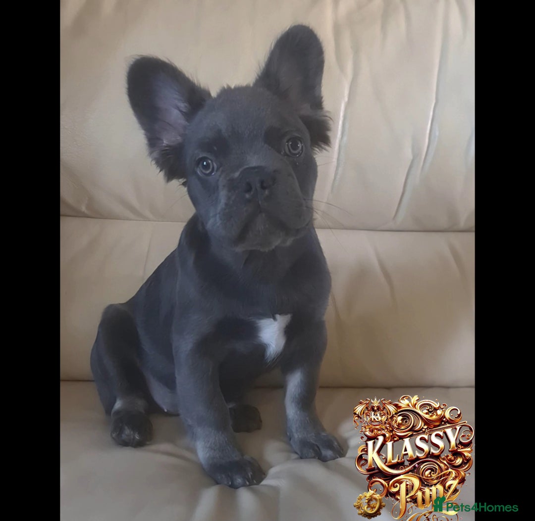 French Bulldog dogs for sale: KLASSY BULLZ KENNELS - KLASSY PUPZ ✨️ in Beckenham - Image 12