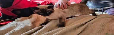 Green collar