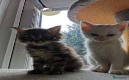 Mixed Breed cats for sale: Mixed breed Turkish Angora fluffy kittens - Image 3